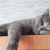 elena_1973.7