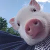 unboxwith.pig