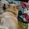 animallovers69