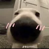 gia_huy7074