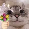 haylihacde
