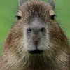 capybara1234t