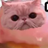 yuttan_0512