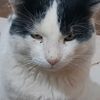 mr_cat_001