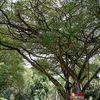 itamaira03