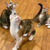 catlover_gemoy