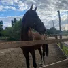 _vanessa_equestrian