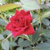 mary08478