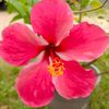 maimon.omar2