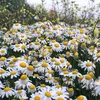 carol_720031