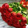 canim.214