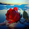 user92329618503806