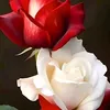 lalla.moulati90