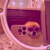 bonolo_443