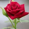 ramonasoria82