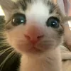 pcholl_