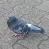zufaulumzuwaehlen