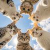 kaninchen8