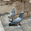 mardin_guvercinler47