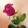 yantiadam37