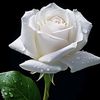 darian.jhoselin5