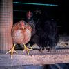 chickenlittesaldierna3