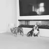 sandy.magbulls