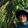 Ngọc Thắng Full Farm