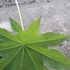 kaliloubaradji208