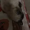 giuliacarcon1_