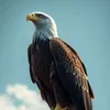 amirjamil595