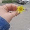 royam_021