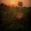 amna38881