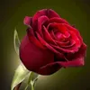rosalie737