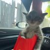 kittastro