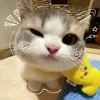 quanh_11061803