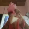 wenboljug