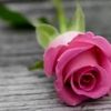 haneen.h79