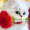 abo.evva
