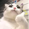 _onoez