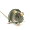spacerat_wt10