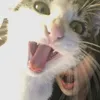 totoroo00
