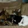Gizmo, Nala & Mila 😻🐾