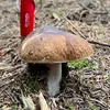 Mushrooms