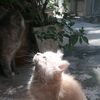 meral_776