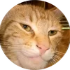 t1ngaar