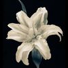 adlaremse_9