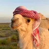 polo.dnb