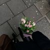 calonmayyit__0
