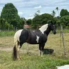 .bellabarn
